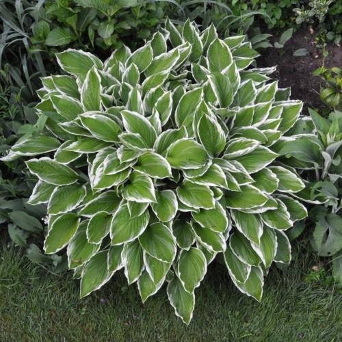 green-white leaves with white blades.