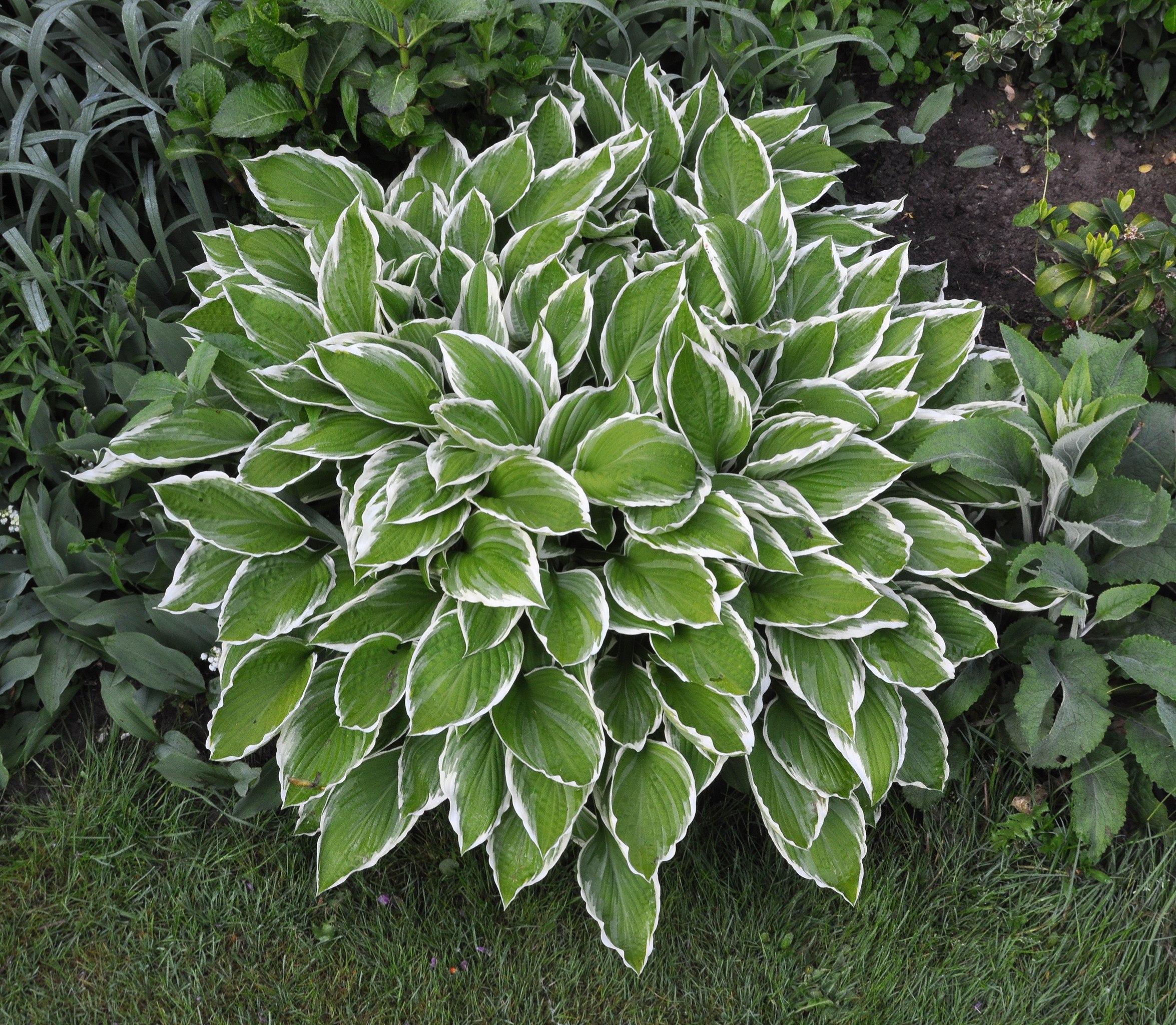 green-white leaves with white blades.