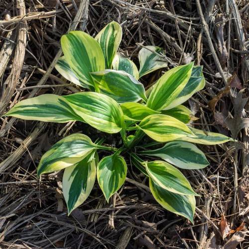 Hosta 'Fortunei Aureomarginata' with large, heart-shaped leaves featuring variegation of deep green centers and wide golden-yellow margins