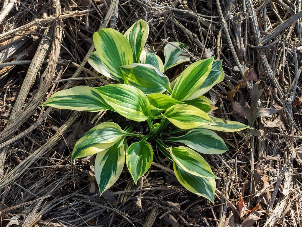 Hosta 'Fortunei Aureomarginata' with large, heart-shaped leaves featuring variegation of deep green centers and wide golden-yellow margins