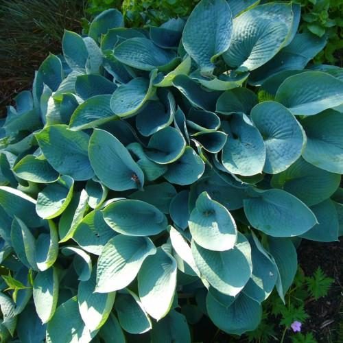 Green leaves with white midrib.