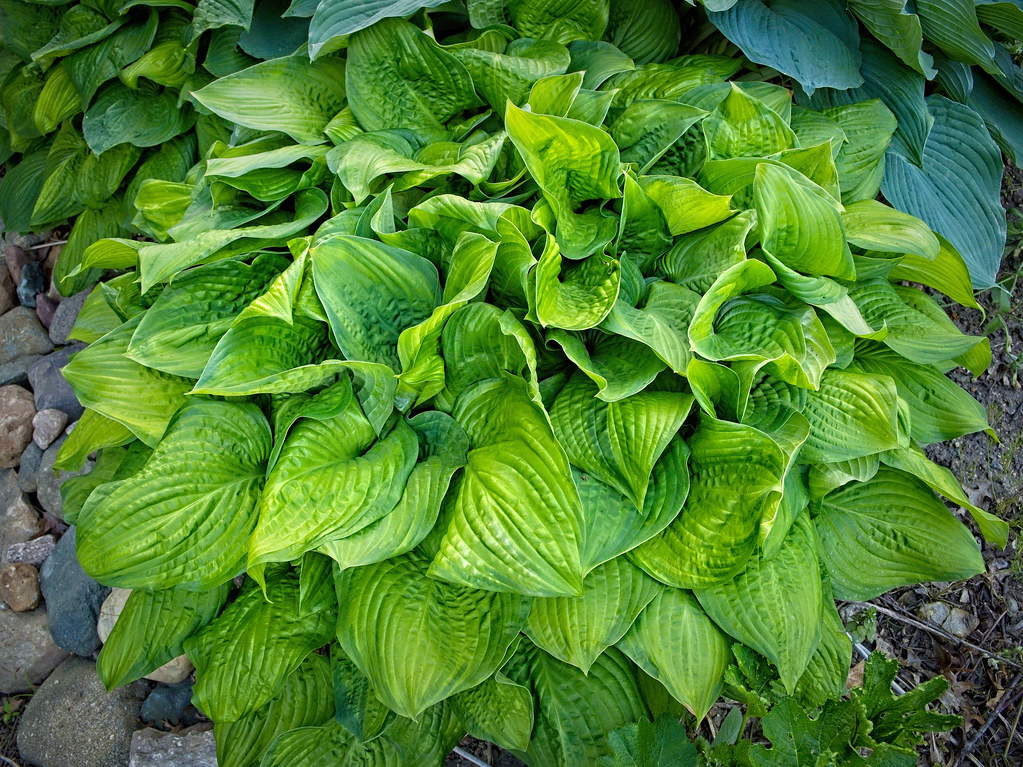 Hosta 'Guacamole' with broad, heart-shaped leaves in shades of green with creamy yellow centers