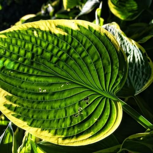 Green-yellow leaves with green petiole and yellow blades.