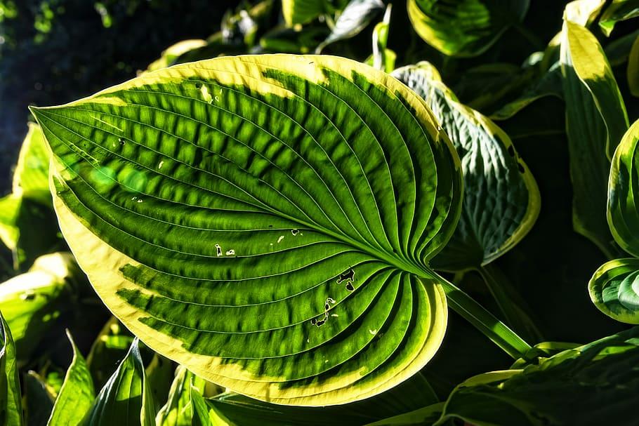 Green-yellow leaves with green petiole and yellow blades.