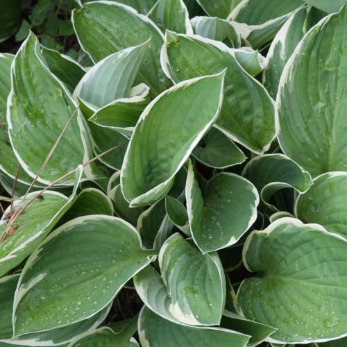 Green-white leaves with green midrib, green petiole and white blades.