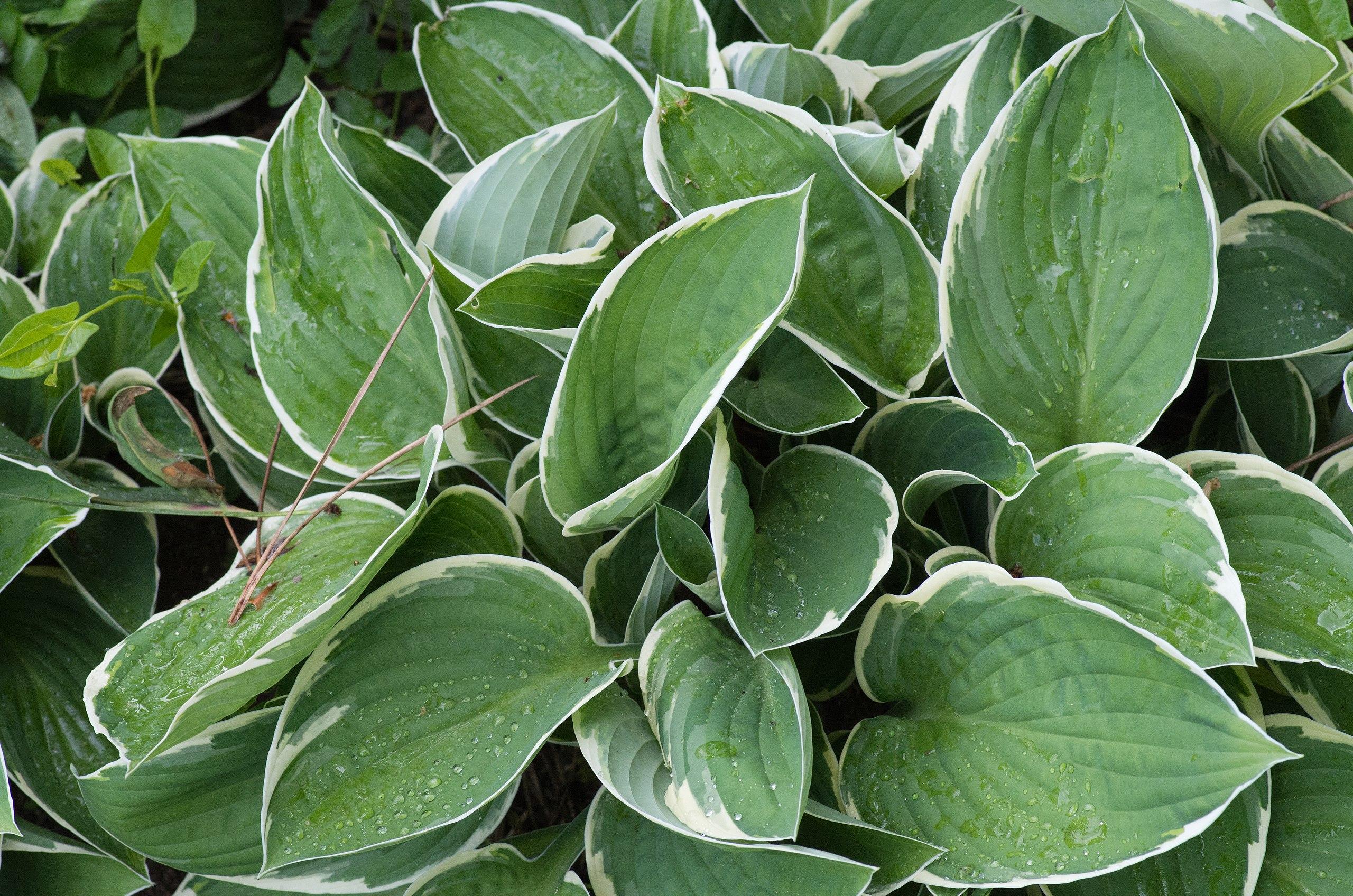 Green-white leaves with green midrib, green petiole and white blades.