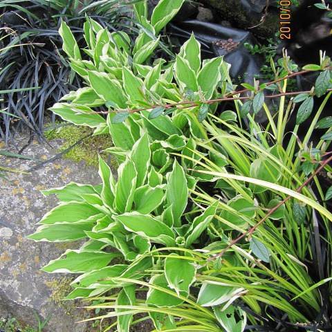 Hosta 'Ginko Craig' showcasing heart-shaped leaves adorned in shades of deep green with creamy white margins