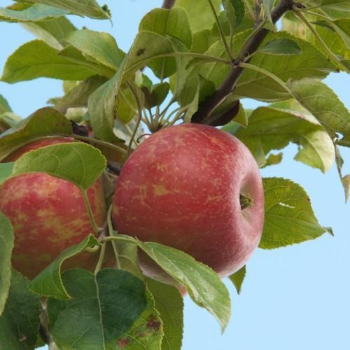 A green-brown branch consisting of green leaves with green stem and pink-green fruits (Apples).