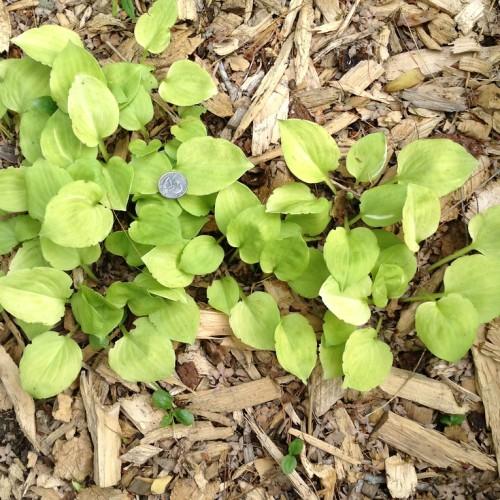 Lime leaves with lime petiole and yellow midrib.
