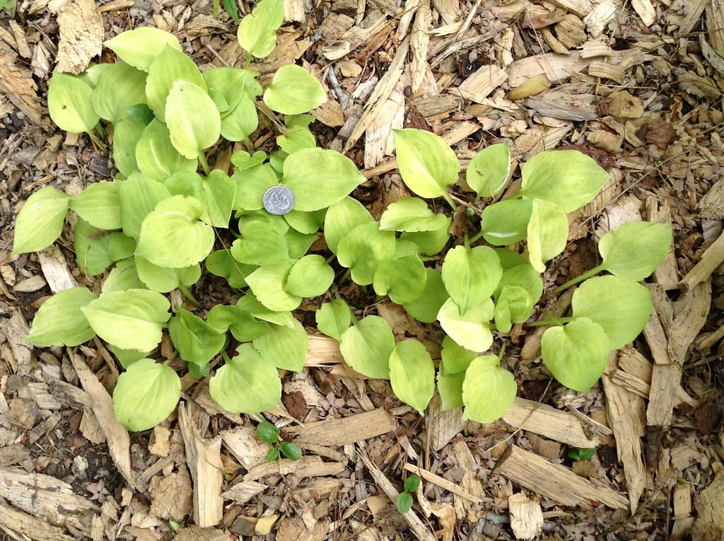 Lime leaves with lime petiole and yellow midrib.