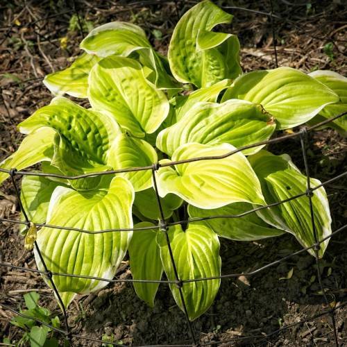 Hosta 'Gold Edger' featuring heart-shaped golden-green leaves bordered by white edges