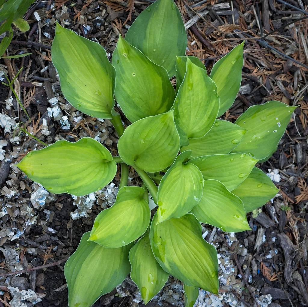 Hosta 'Gold Standard' with broad, variegated leaves—deep green margins and bright golden-yellow centers forming a vibrant mound