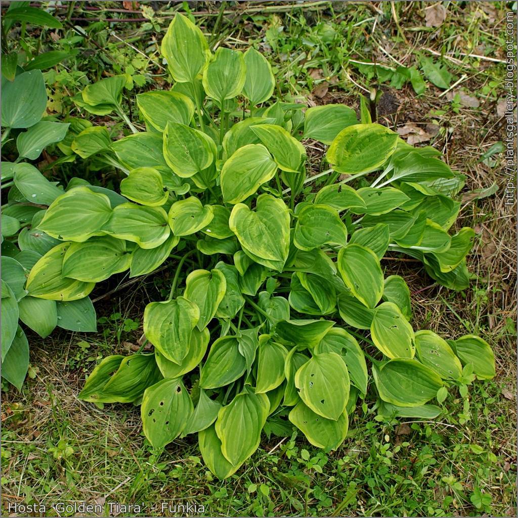 Hosta 'Golden Tiara' highlighting foliage with heart-shaped leaves adorned in shades of green and yellow