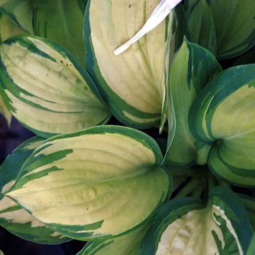 Green-white leaves with green blades.