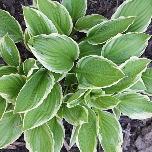 Green leaves with light-green midrib , light-green veins, green petiole and white blades.