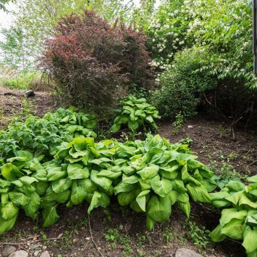 Hosta 'Guacamole' leaves featuring a combination of green and creamy yellow colors in large, heart-shaped form in a garden