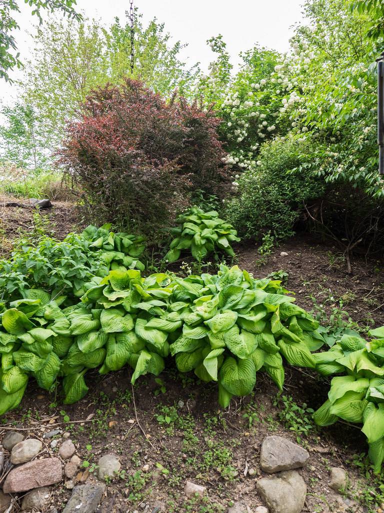 Hosta 'Guacamole' leaves featuring a combination of green and creamy yellow colors in large, heart-shaped form in a garden