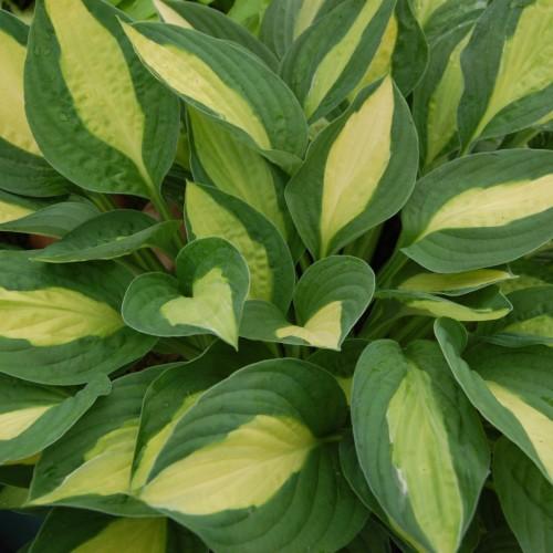 Yellow-green leaves with yellow blades.
