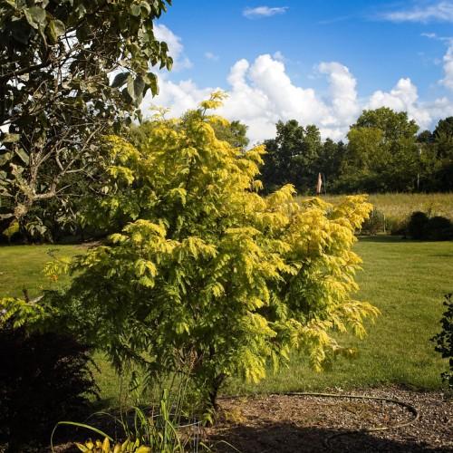 A small tree with brown trunk, various brown branches that are full of green-yellow leaves.