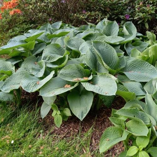 Green leaves with stems.