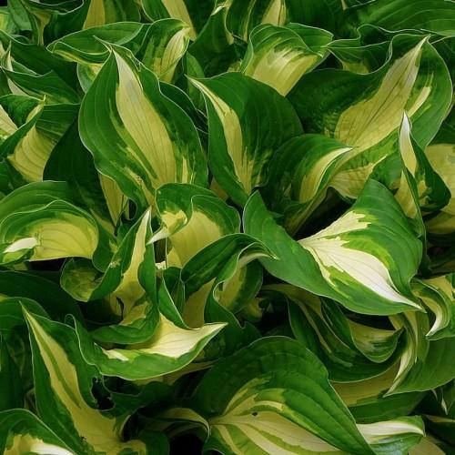 Yellow-green leaves with yellow blades.