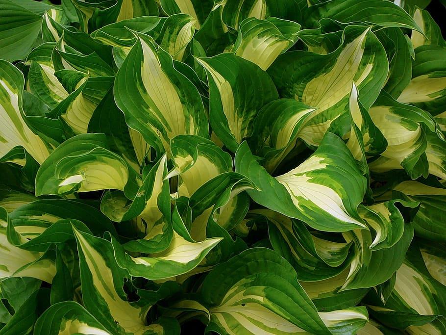 Yellow-green leaves with yellow blades.