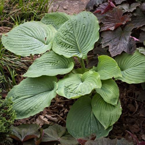 Hosta hypoleuca with dark green leaves and silvery-white undersides