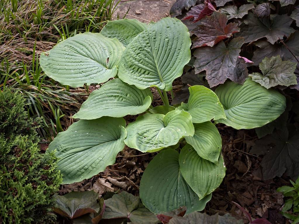  Hosta hypoleuca with dark green leaves and silvery-white undersides