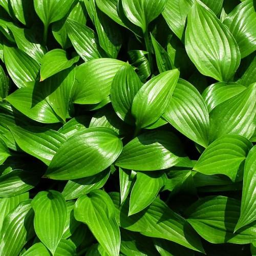 Green leaves.