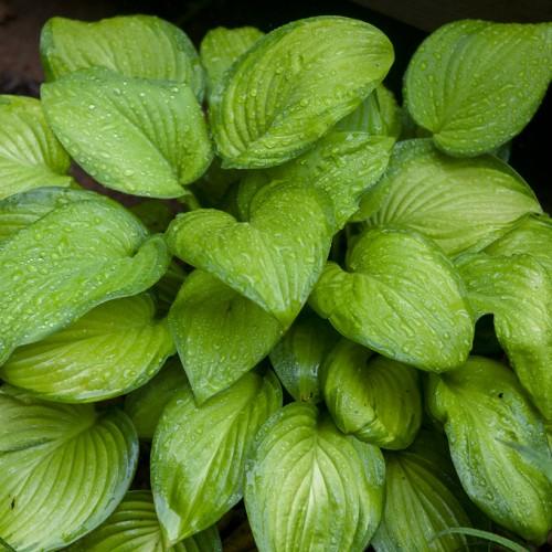 Lime-green leaves.