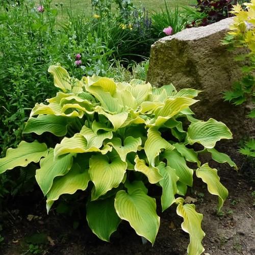 Lime-green leaves with green petiole.