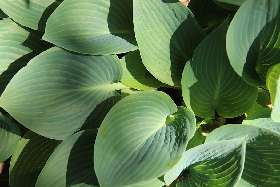 Light-green leaves with white blades, yellow stems, yellow midrib and veins.