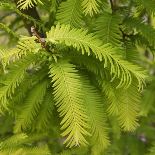 brown twig full of green leaves.