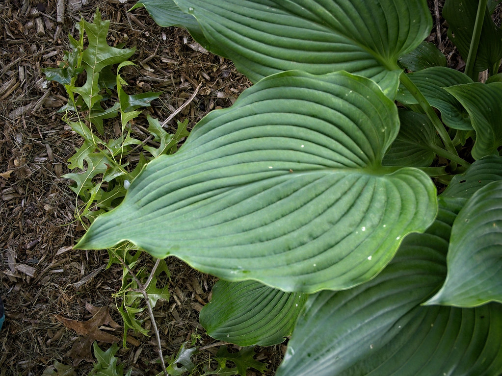 Green Dragon (Pinellia tripartita 'Gold Dragon') with tripartite leaves in shades of green and yellow