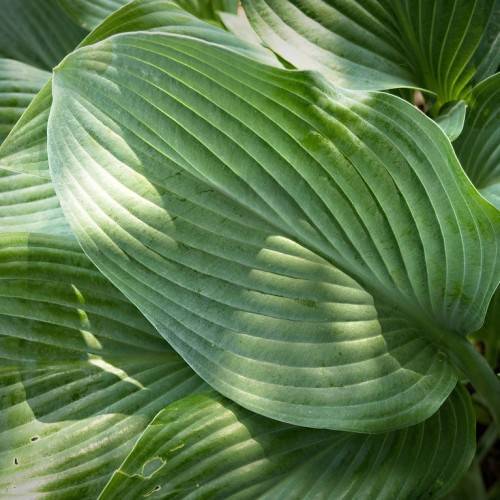 Hosta 'Krossa Regal' displaying long, green leaves with wavy texture and prominent veining