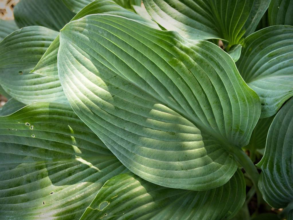 Hosta 'Krossa Regal' displaying long, green leaves with wavy texture and prominent veining
