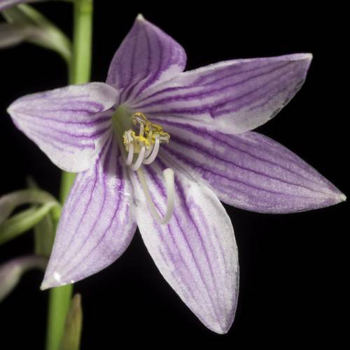 Narrow-leaved hosta (Hosta lancifolia) in bloom, displaying its Lavender flower on slender green stalk above the foliage