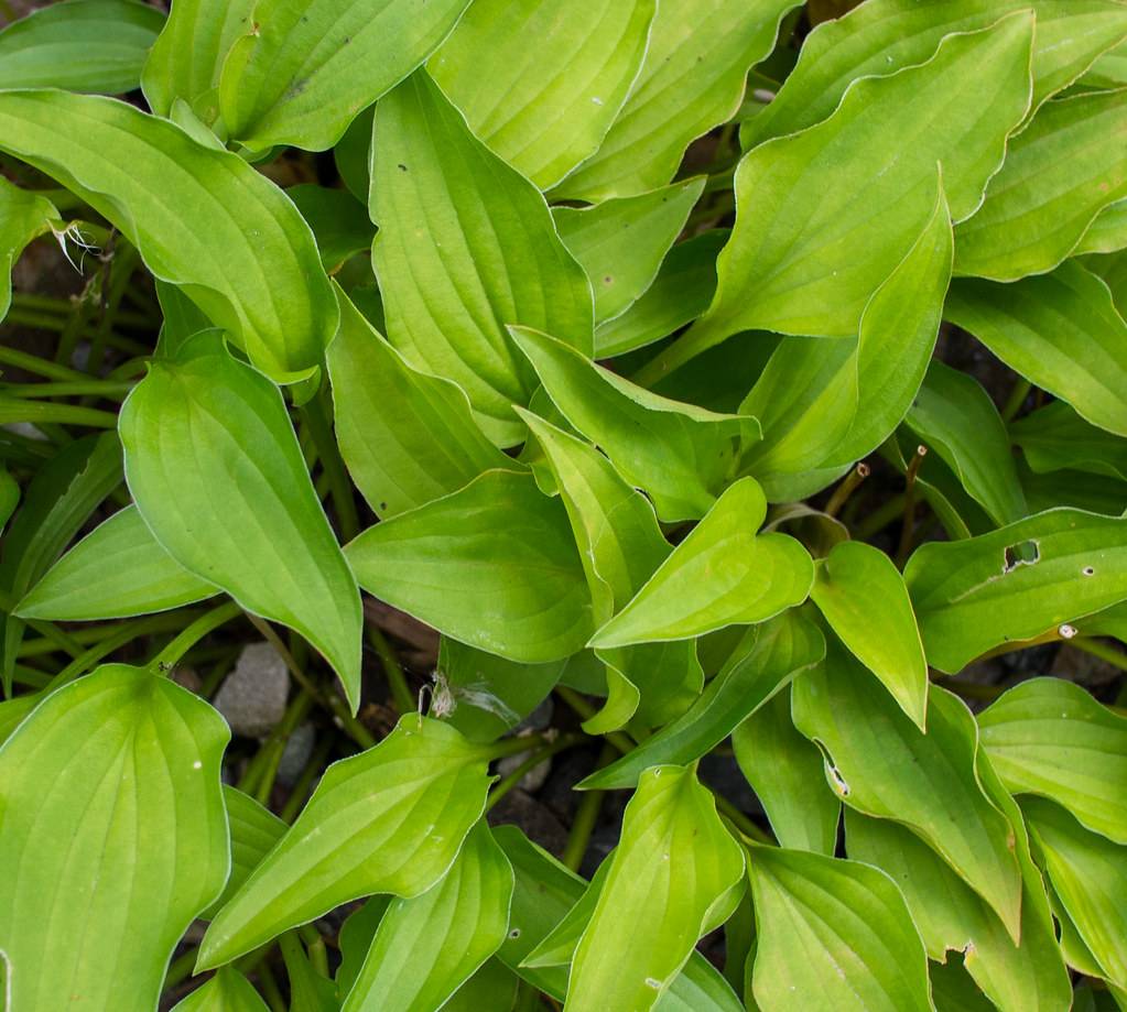 Hosta 'Aztec Treasure' showcasing foliage with heart-shaped leaves in shades of yellow-green 