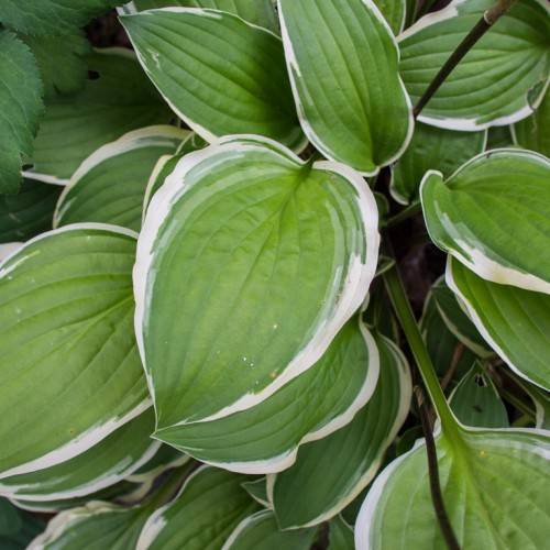 Hosta 'Liberty' featuring bold and textured foliage with large, heart-shaped leaves in shades of green and creamy white
