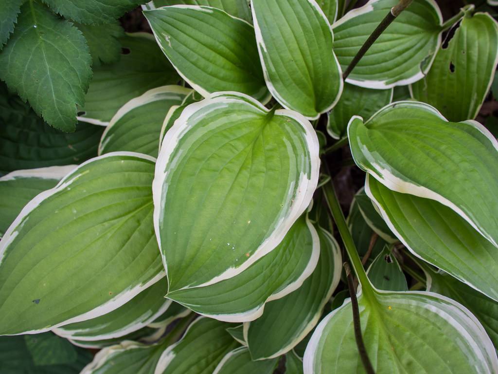 Hosta 'Liberty' featuring bold and textured foliage with large, heart-shaped leaves in shades of green and creamy white
