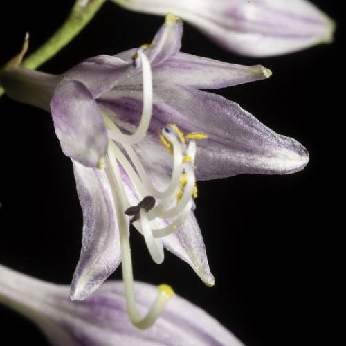 Hosta longipes flowers in bloom: displaying white, purple blossoms on tall green stems with yellow stamens