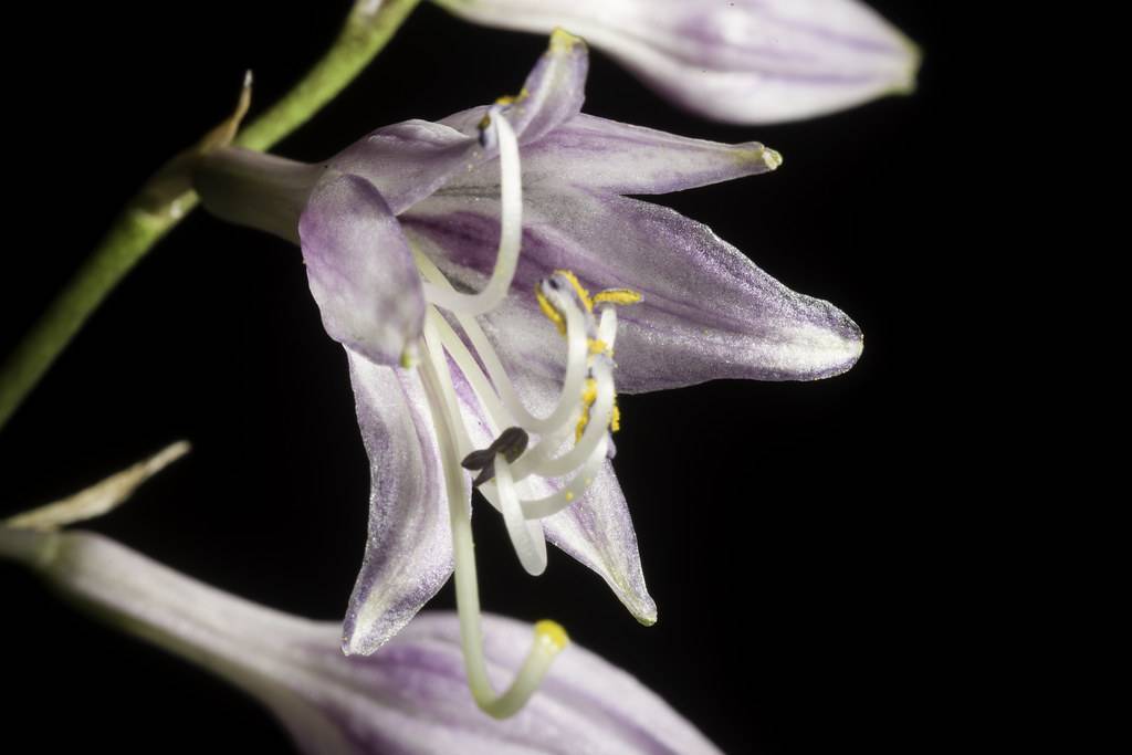 Hosta longipes flowers in bloom: displaying white, purple blossoms on tall green stems with yellow stamens