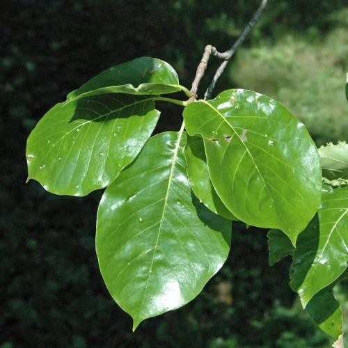 Dark green leaves with brown stem.