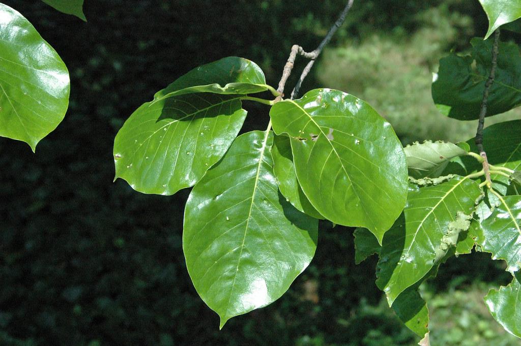 Dark green leaves with brown stem. 