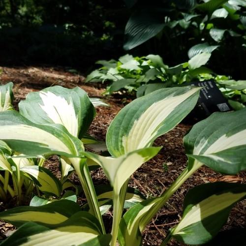 Yellow-green leaves and petiole.