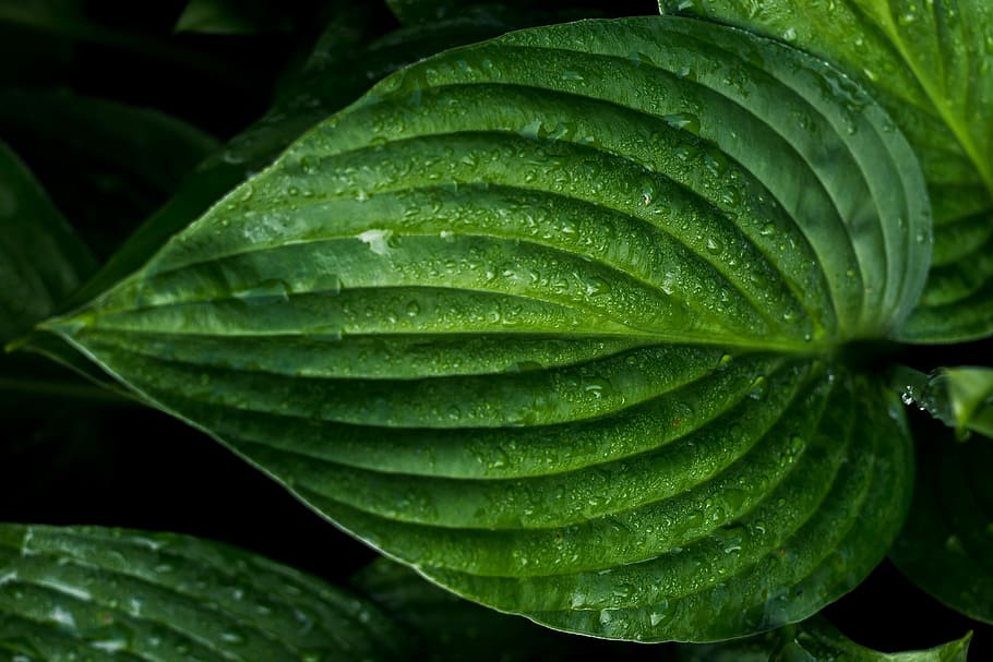 Dark-green leaves.