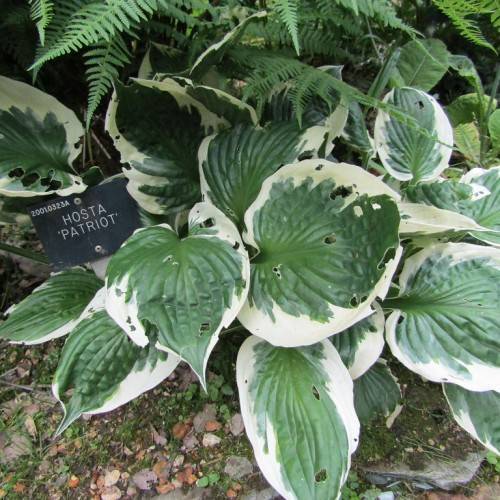 Hosta 'Patriot' showcasing variegated foliage with broad, dark green leaves edged in creamy white
