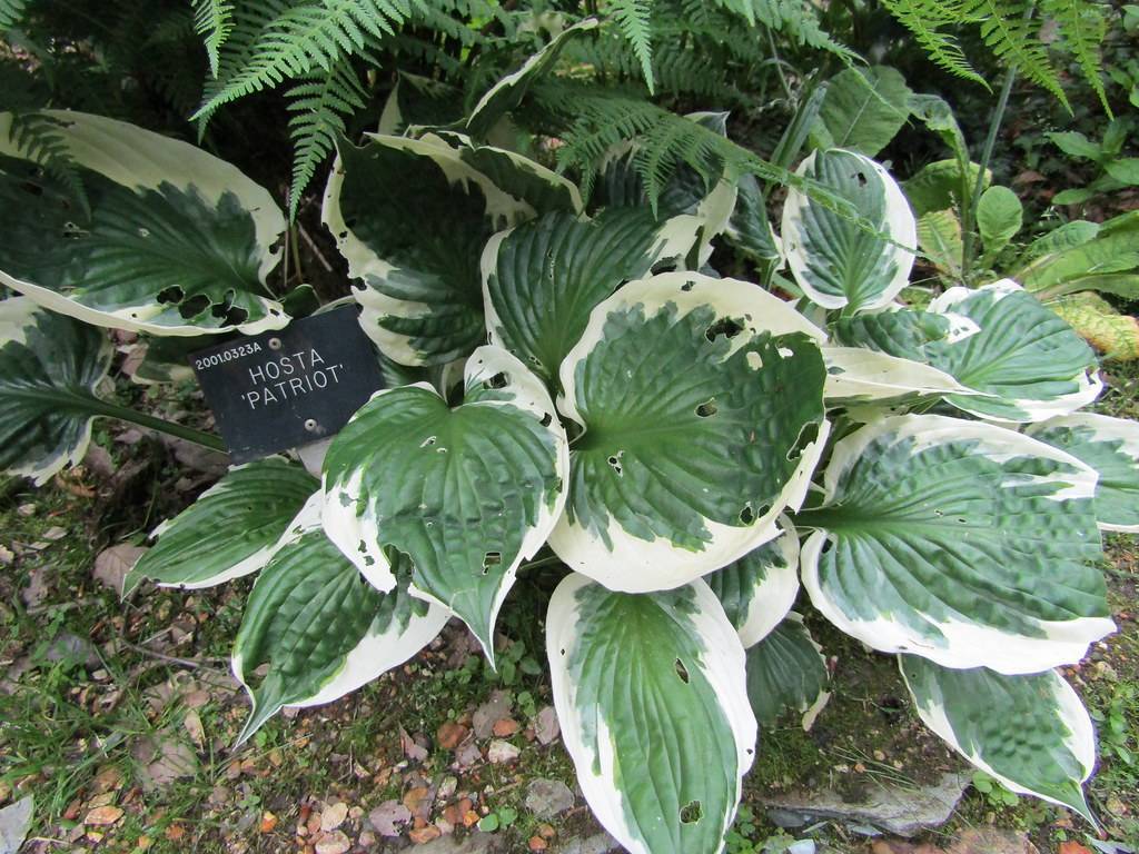 Hosta 'Patriot' showcasing variegated foliage with broad, dark green leaves edged in creamy white