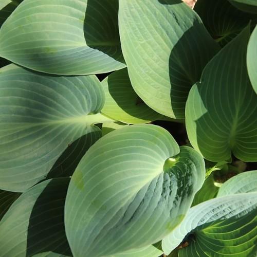 Green leaves with yellow petiole, yellow midrib and veins.