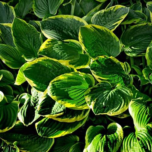 Yellow-green leaves.